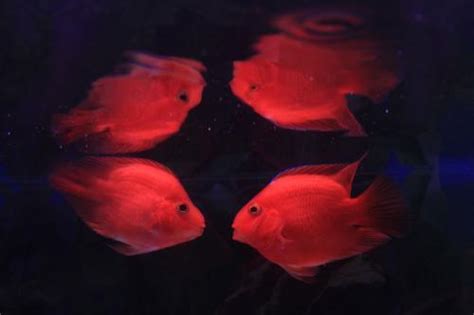 血鸚鵡溫度|血鸚鵡(財神魚)飼養教學及注意 – 寵物百科